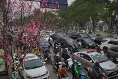 Ảnh tết