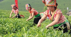 đất sx