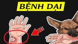 Tăng cường thực hiện các biện pháp phòng, chống bệnh Dại trên động vật