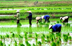 Thái Nguyên: Tăng hiệu quả sử dụng đất trồng lúa