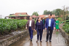 Các đồng chí lãnh đạo tỉnh tham quan vùng trồng chè của Hợp tác xã chè Hảo Đạt.