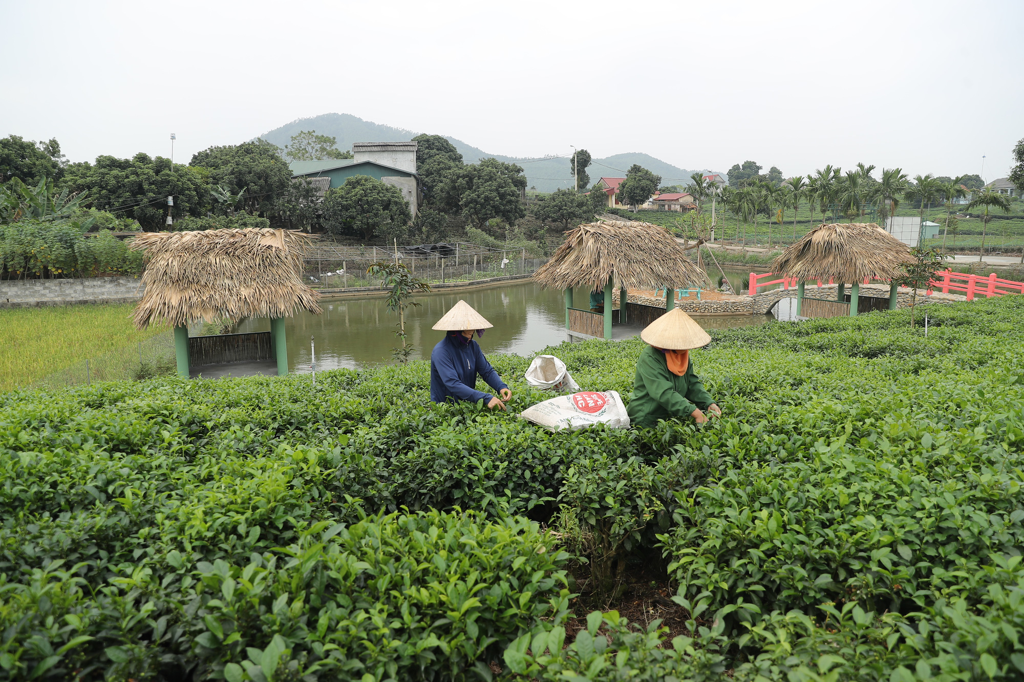 Thái Nguyên tăng cường năng lực cho kinh tế tập thể